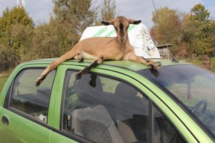 Молоко альпийских коз
